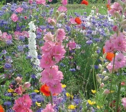 Bloemenmengsel - Veldbloemen