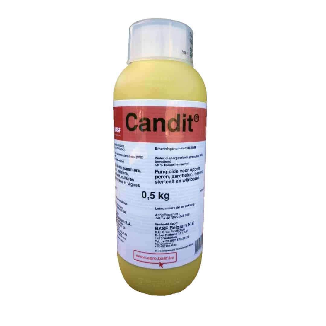 Candit