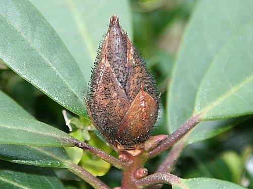 rhodoknop cicade